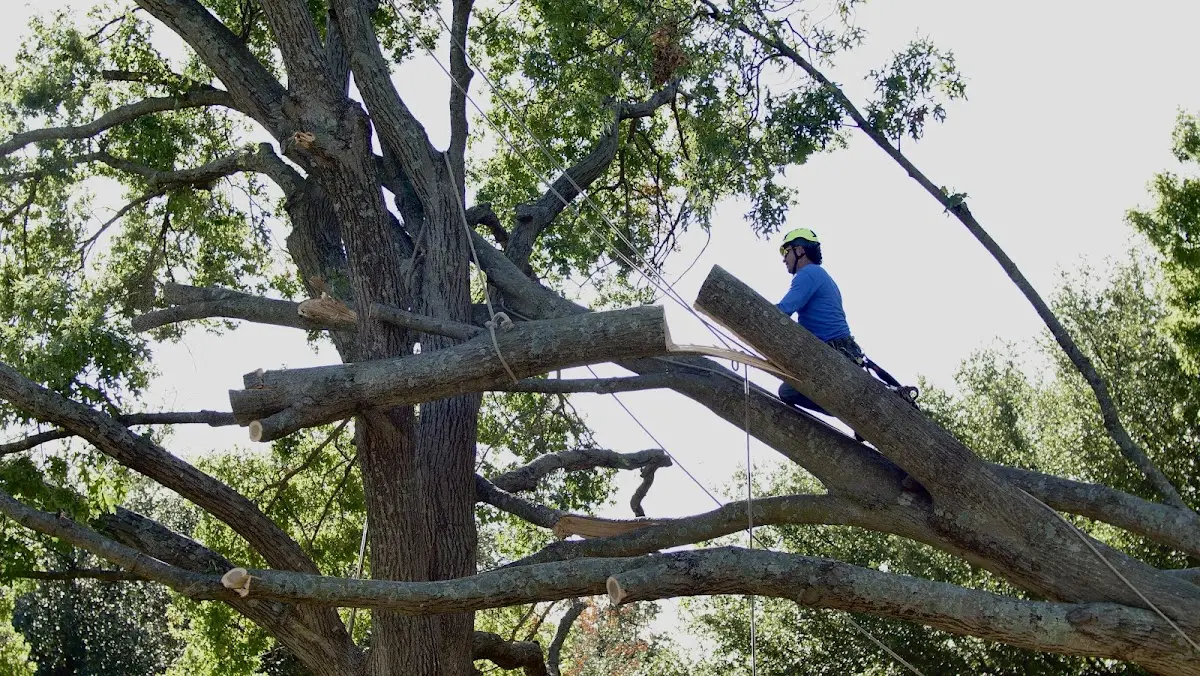 Professional Crown Thinning performed by certified arborists in New Castle